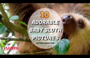 Baby Sloth Pictures from Social Media Sites