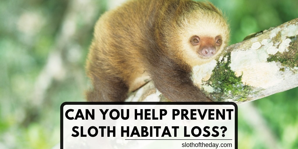 Can You Help Prevent Sloth Habitat Loss