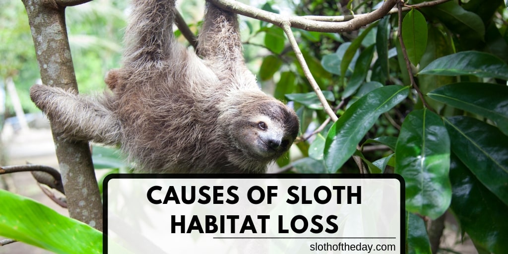 Causes of Sloth Habitat Loss