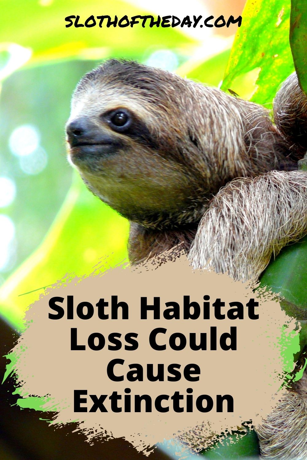 Sloth Habitat Loss Could Cause Sloth Extinction