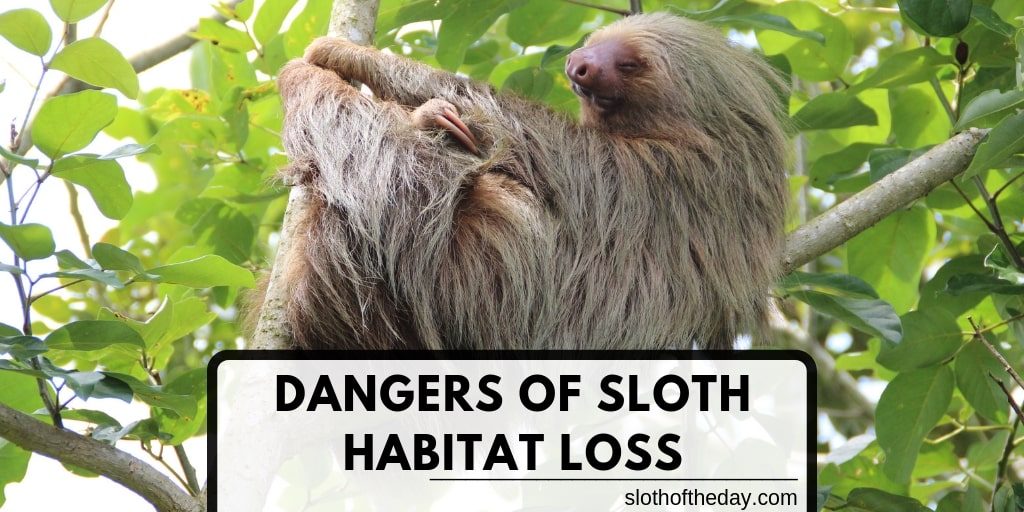 The Dangers of Sloth Habitat Loss Questions About Sloths