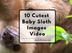10 Cute Baby Sloth Images Video From Social Media Sites