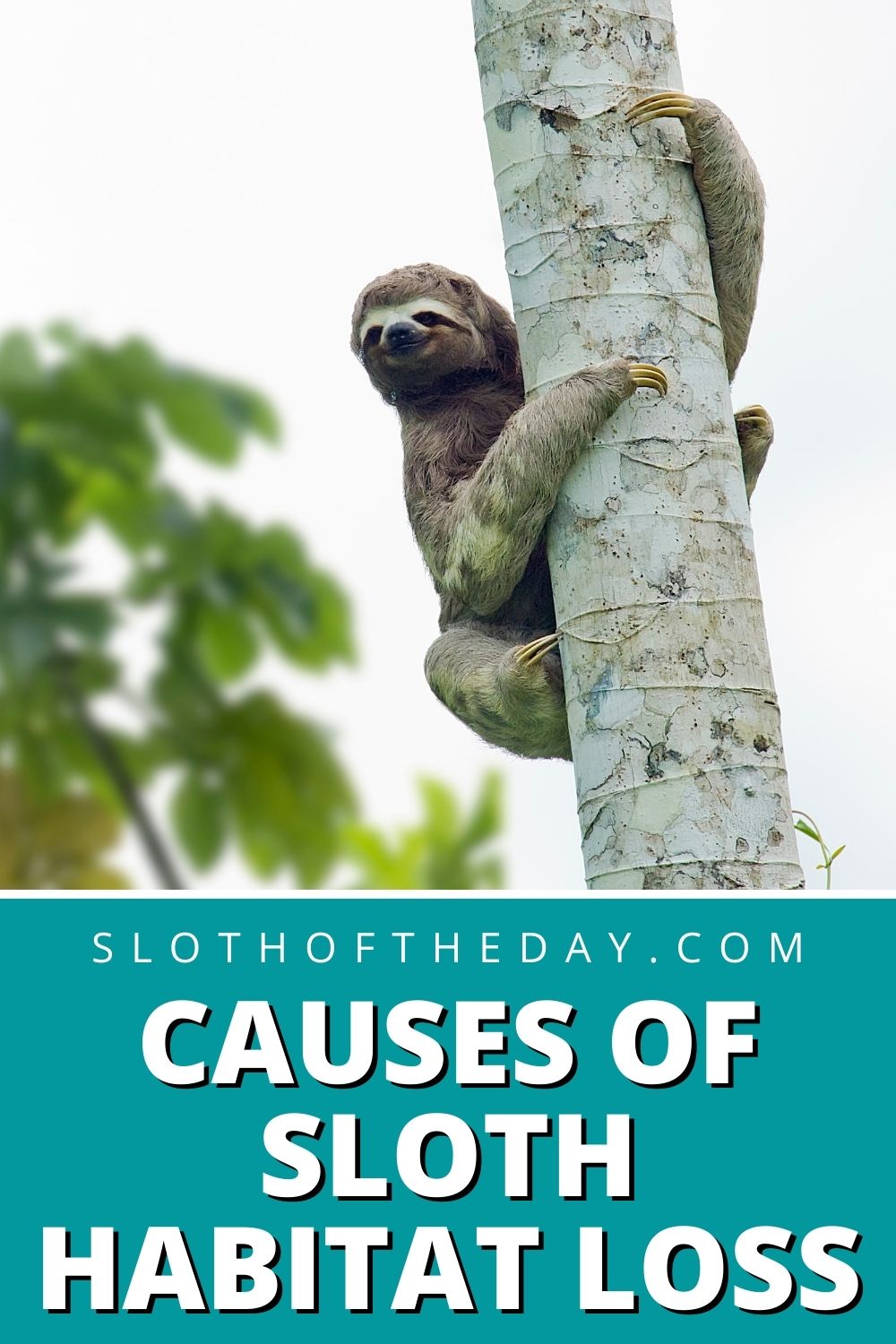 Causes of Sloth Habitat Loss Sloth of The Day
