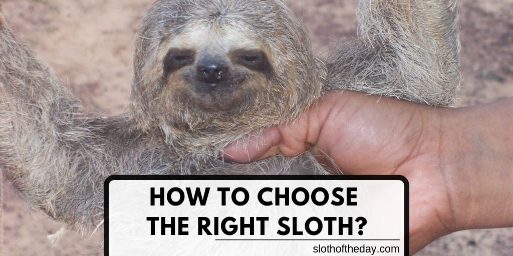 How To Choose The Right Kind of Sloth