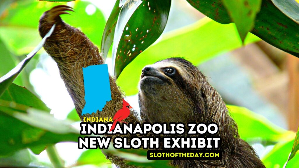 New Sloth Exhibit Opens May 25th in Indianapolis Zoo - Sloth Of The Day