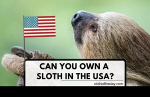 Own A Sloth in America Is It Possible Sloth of The Day