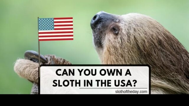 Own A Sloth in America Is It Possible Sloth of The Day