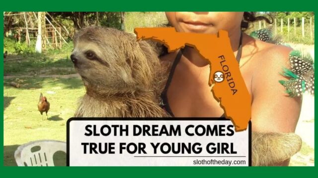Sloth Dream Wish Come True for A Sick Young Girl
