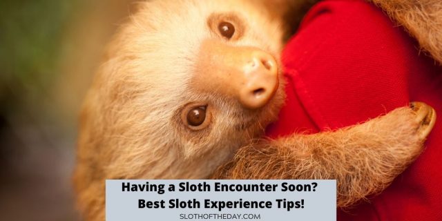 Having a Sloth Encounter Soon Best Sloth Experience Tips