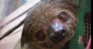 How To Care For A Sloth Video Two Minute Video For Everyone