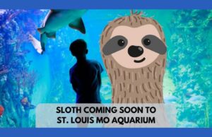 New Saint Louis Missouri Aquarium Has a Sloth