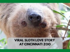 Viral Sloth Love Story Where 2 Sloths Find A SLow Romance
