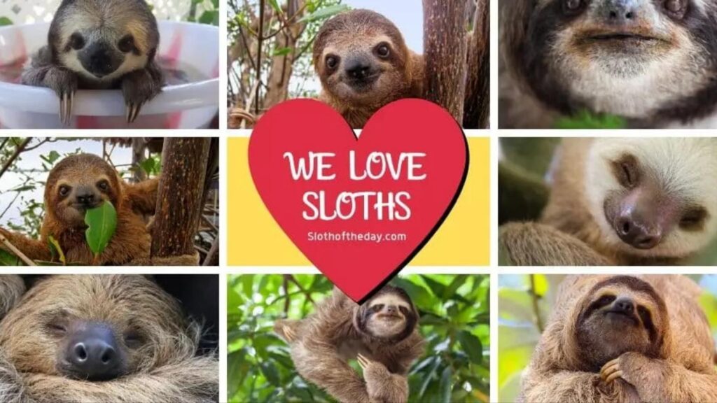 Find Sloth Of The Day on Social Media