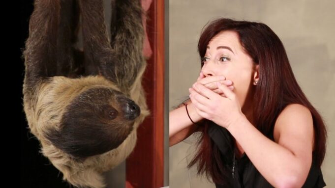 Girl Obsessed With Sloths Gets A Big Surprise Video