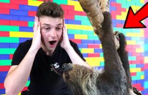 Guy Meets His Very First Sloth in Dallas Texas