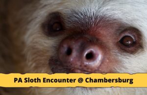 PA Sloth Encounter At The Chambersburg Mall