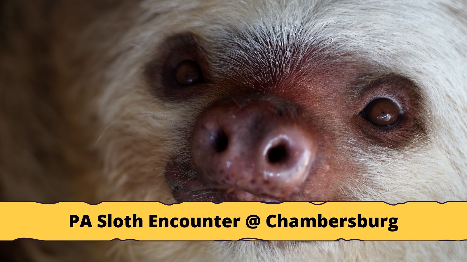 PA Sloth Encounter At The Chambersburg Mall