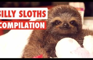 Silly Sloths Video Compilation Sloths Doing Cute Stuff