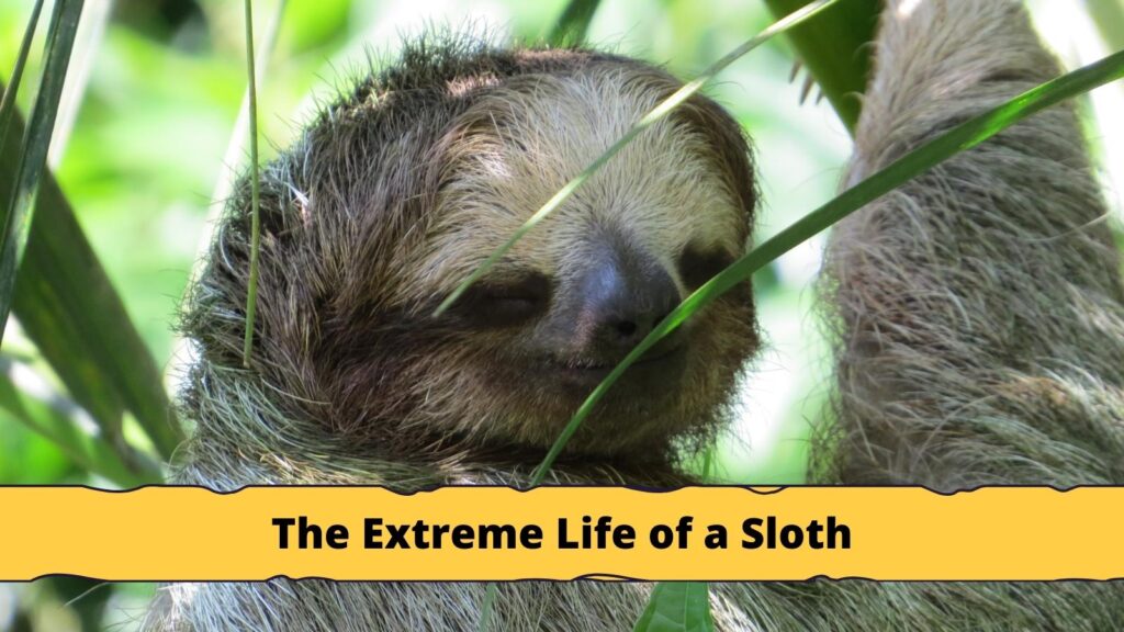 The Extreme Life of a Sloth