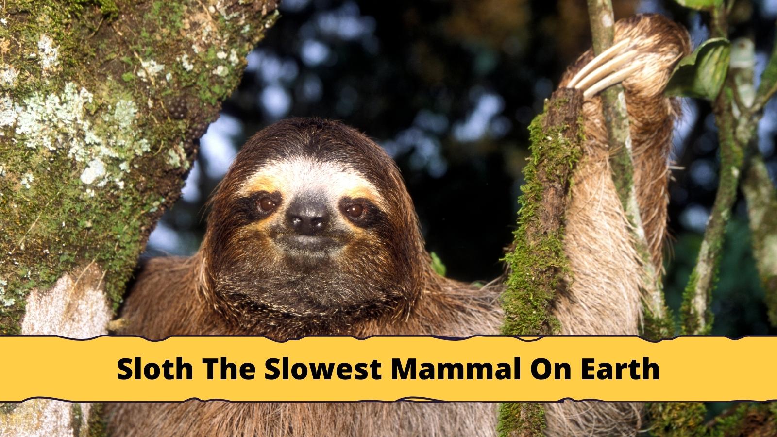 Three-toed Sloth The Slowest Mammal On Earth - Sloth Of The Day