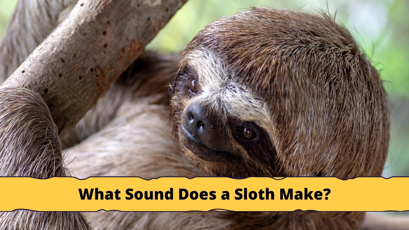 What Sound Does a Sloth Make Video - Sloth Of The Day