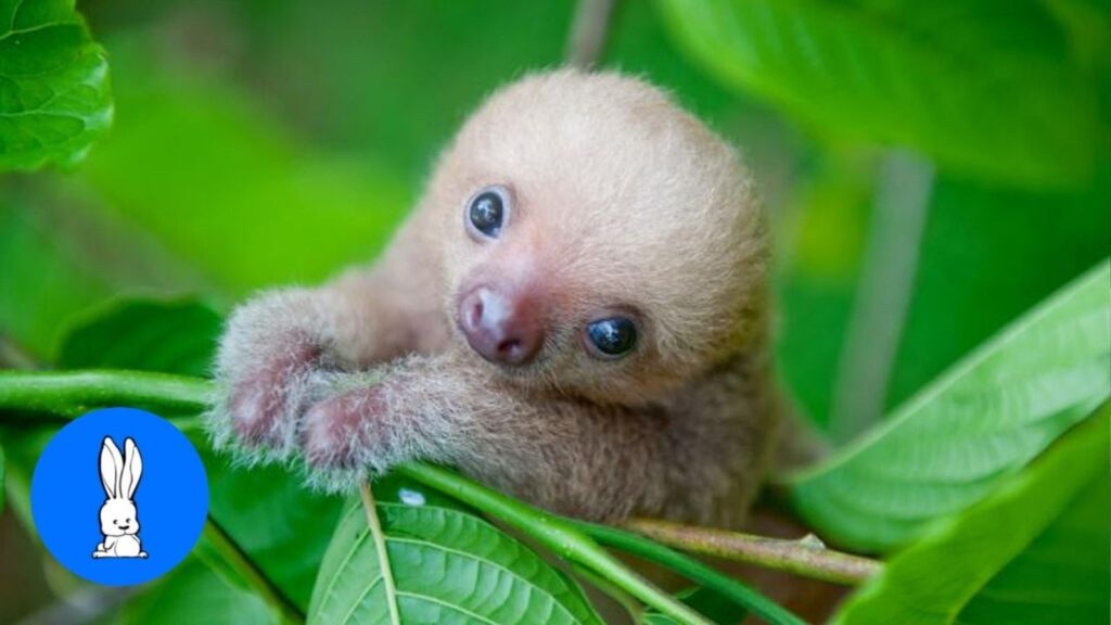 Mix of Baby Sloth Videos for Your Daily Dose of Smiles