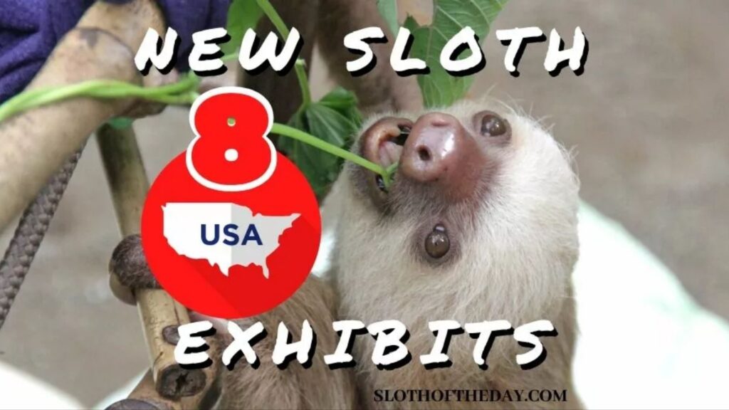 8 New Sloth Exhibits in The United States - Sloth of The Day