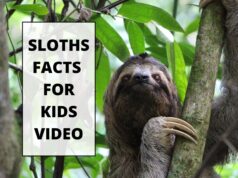 Sloth Facts for Kids Classroom Learning Video