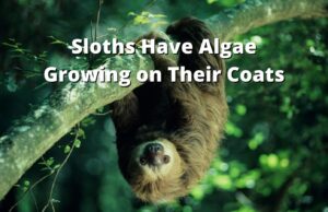 Sloths Have Algae Growing on Their Coats They Are That Slow