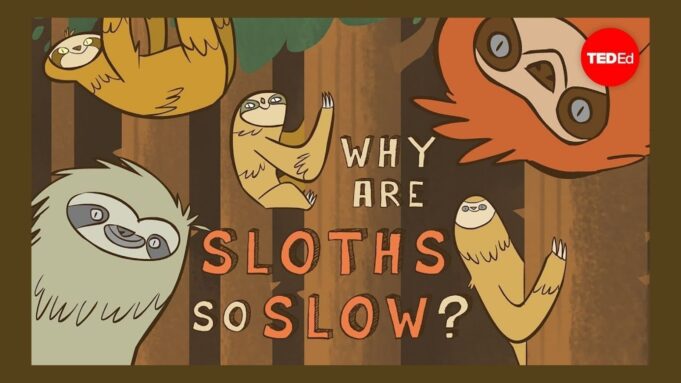 Why Sloths Are Slow Kenny Coogan Tells You Why In Animated Video