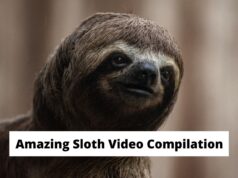 Amazing Sloth Video Compilation by the Pet Collective