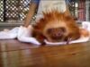 Amusing Sloths Grooving to Do Not Worry Be Happy Video