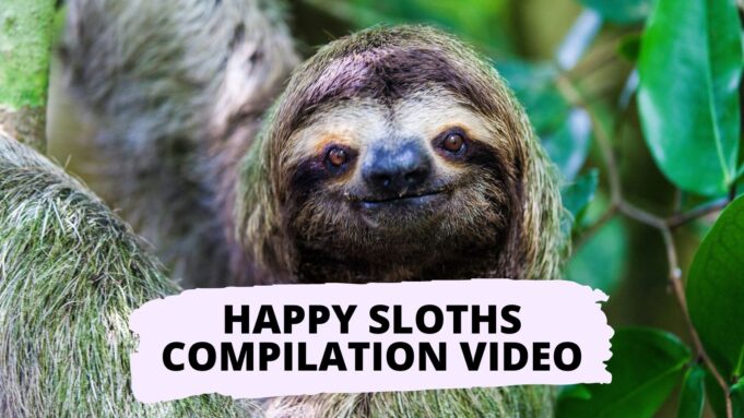 Fun Sloth Compilation of Happy Sloths Video