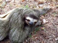 Man Gets to Pet a Sloth While Crossing Road