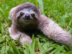 Popularity of Sloth An Inside Edition Report