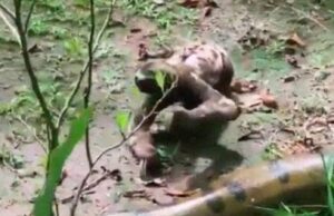 Sloth Meets Giant Anaconda and Shows Who is The Boss