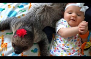 Sloth and Baby are Growing Up Together and It Is Adorable Video