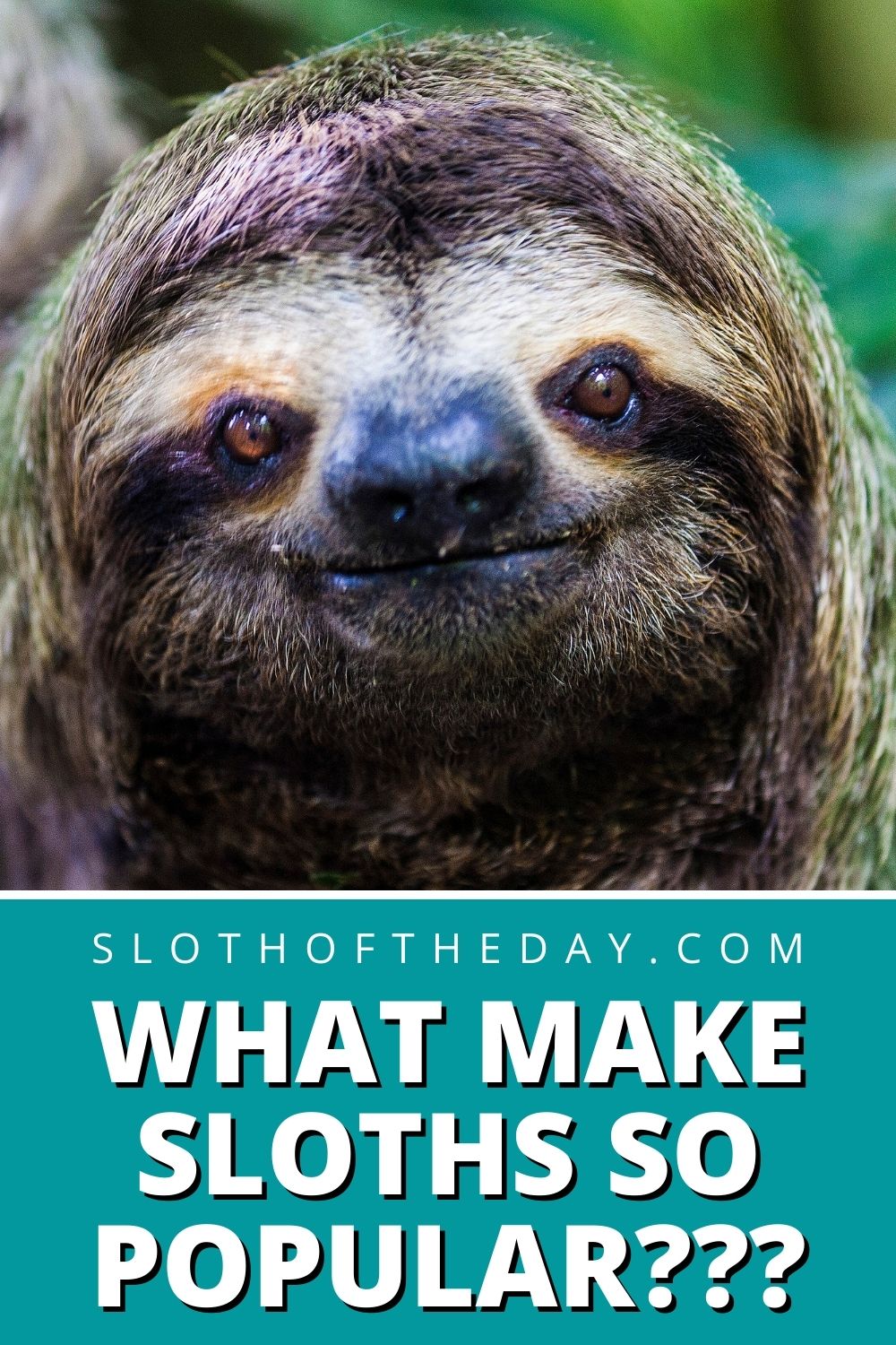 What Make Sloths So Popular Sloth of The Day