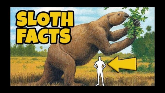 Fun Facts About Sloths 10 Interesting Facts Video