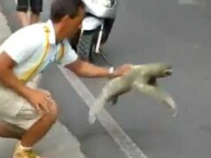 Sloth Crossing the Street - I Believe I Can Fly Version