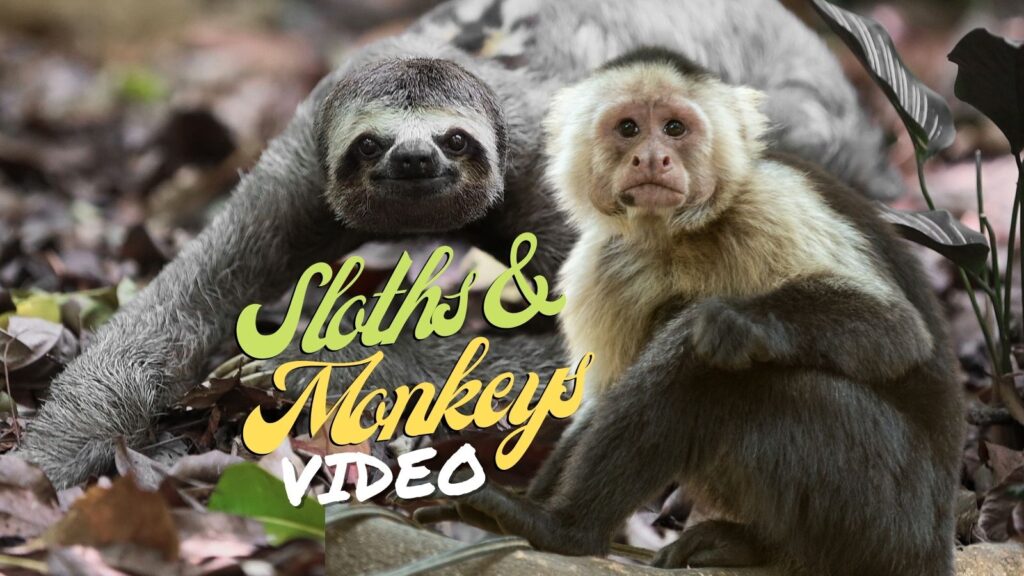 Sloth and Monkey Encounters in Roatan Honduras