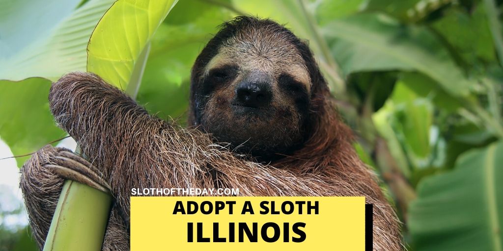 Sloth Adopting Programs in Illinois - Sloth of The Day