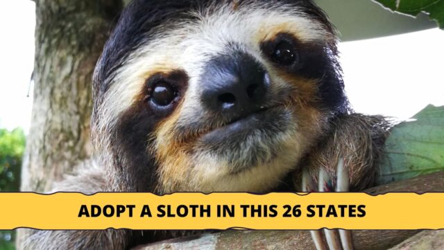 Adopt A Sloth in This 26 States