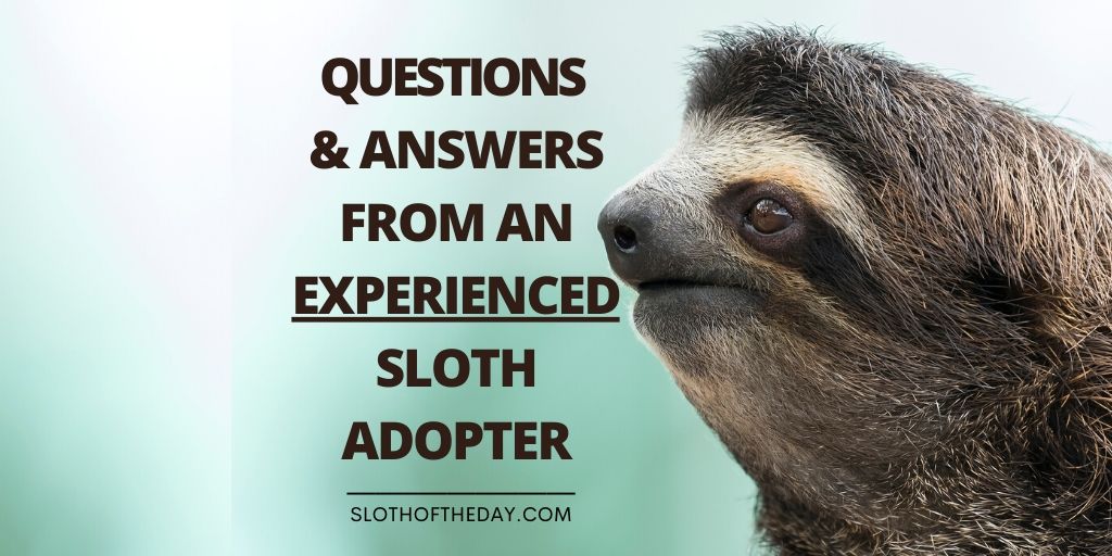 Question and Answer Experienced Sloth Adopter