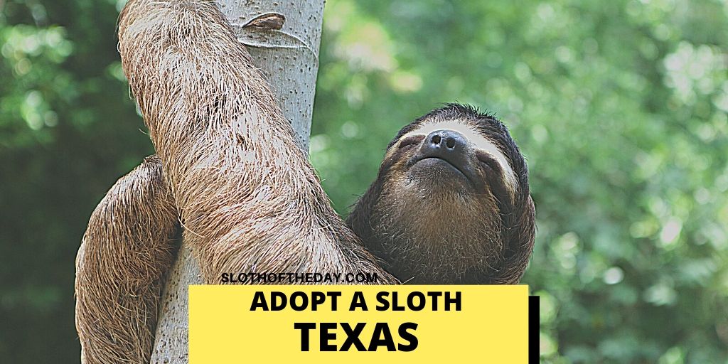 Sloth Texas Adoptions - Sloth of The Day