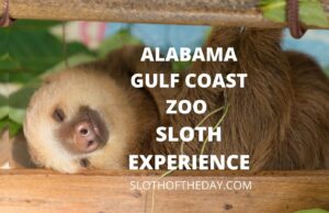 Alabama Gulf Coast Zoo Sloth Encounter Experience