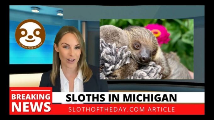 Sloths in Michigan at the Lewis Adventure Farm and Zoo
