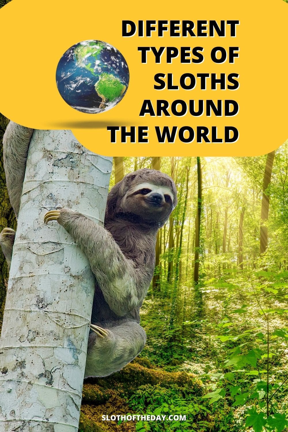 Different Types of Sloths Around The World Sloth of The Day Pin