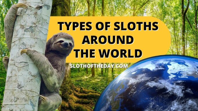 Different Types of Sloths Around The World Sloth of The Day Social