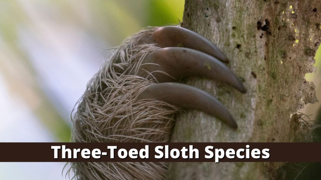 Three-Toed Sloth Species Types of Sloths